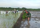 Komitmen Ketahanan Pangan, Koramil 0815/06 Kemlagi Intensifkan Pendampingan Tanam Padi