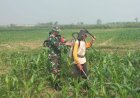 Babinsa Dampingi Petani Rawat Tanaman Jagung di Dusun Dungus, Dorong Produktivitas untuk Swasembada Pangan